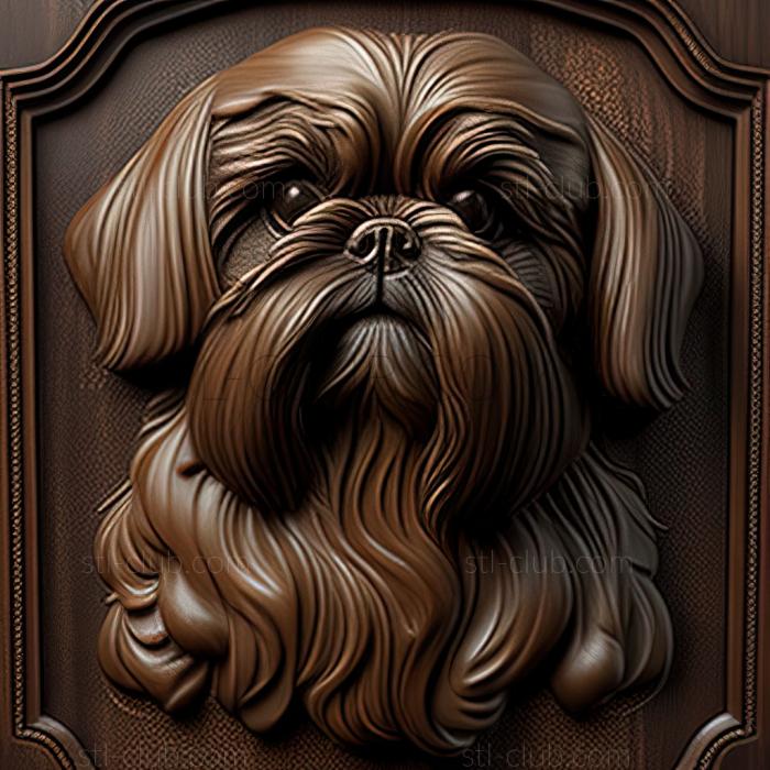 st Shih Tzu dog